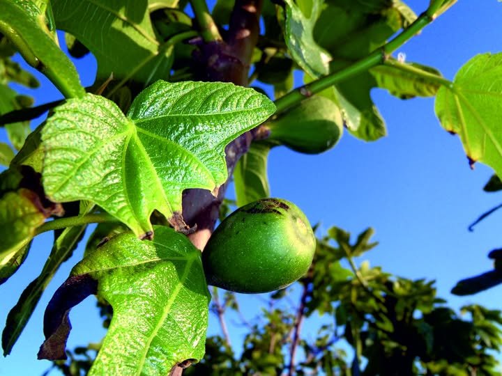 625316370 1191291589834139 5177435569868952012 n